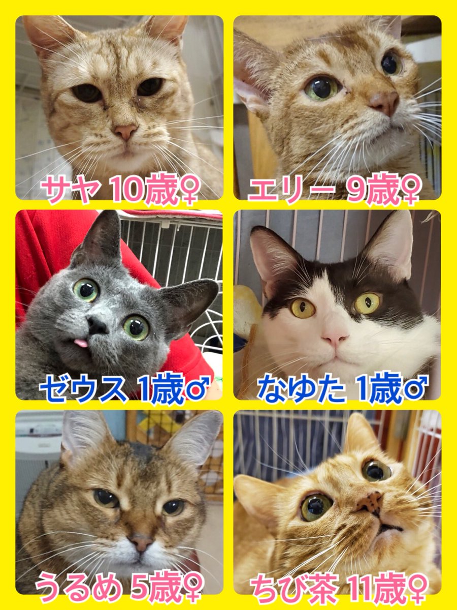 🐾今日の里親様募集中ニャンコ🐱メンバーです🐾天神橋店のTwitterのアドレスが変わりました！2019,10,4